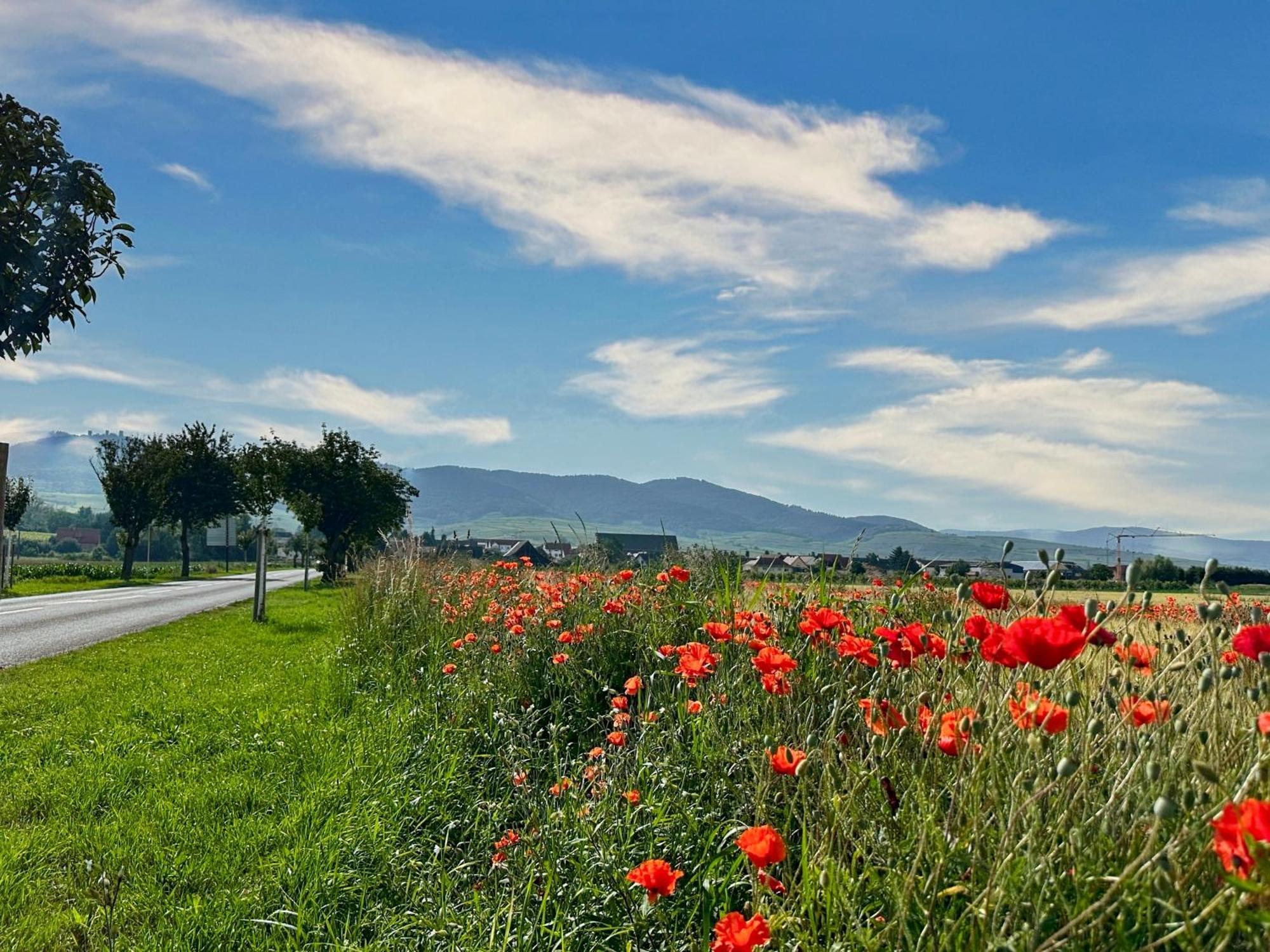 Charmant Studio Avec Parking Eguisheim Εξωτερικό φωτογραφία